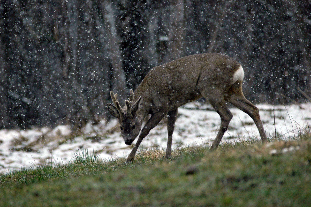 Il Capriolo